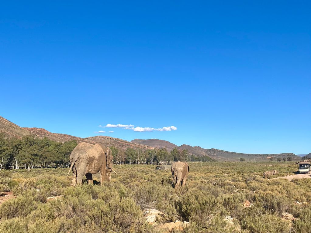 Safari Zuid Afrika